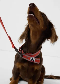 Collier pour chien Rouge feu Pancho