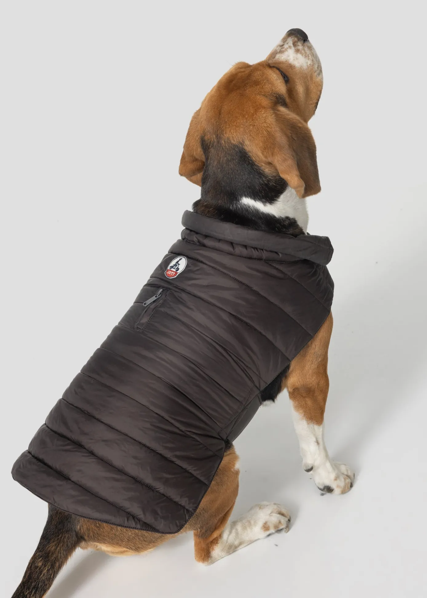Doudoune chien Café noir Cutie