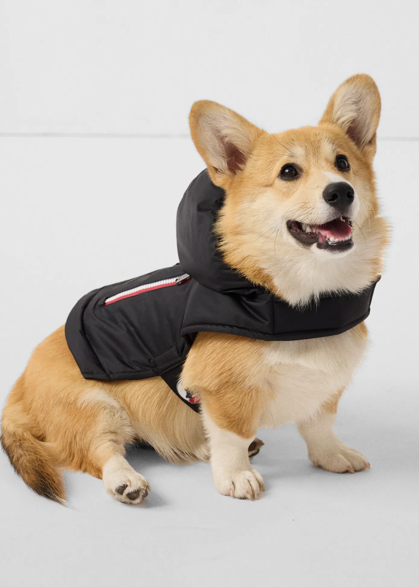 Imperméable pour chien Noir Balto